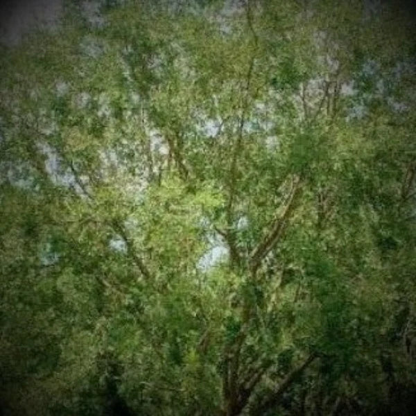 WINGED ELM NATIVE - Advanced Nursery Growers