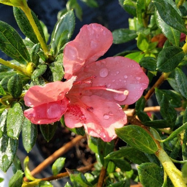 AZALEA Duc De Rhon Salmon - Advanced Nursery Growers