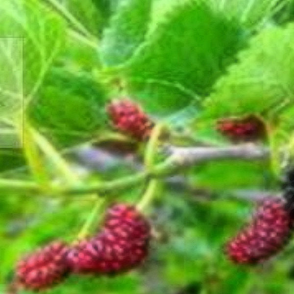 Dwarf Everbearing Mulberry Tree with sweet dark fruit for sale at Advanced Nursery Growers in DeFuniak Springs Florida