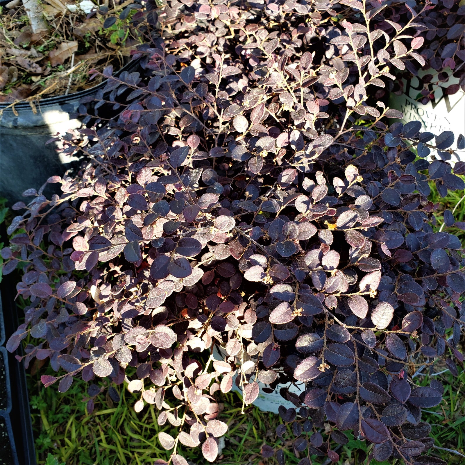 Loropetalum Plum Delight - Advanced Nursery Growers