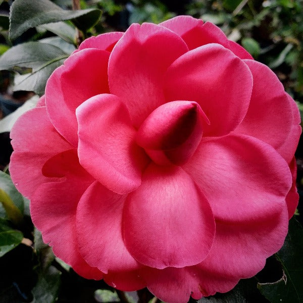 Camellia Early Autumn - Advanced Nursery Growers