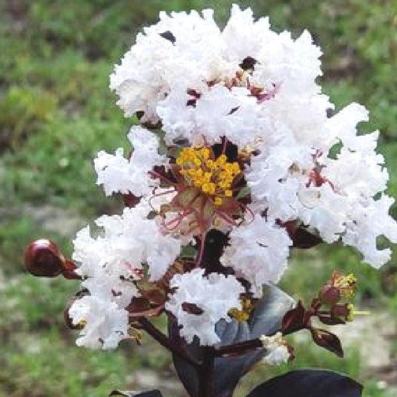 CM-Ebony & Ivory Crape Myrtle EIW - Advanced Nursery Growers