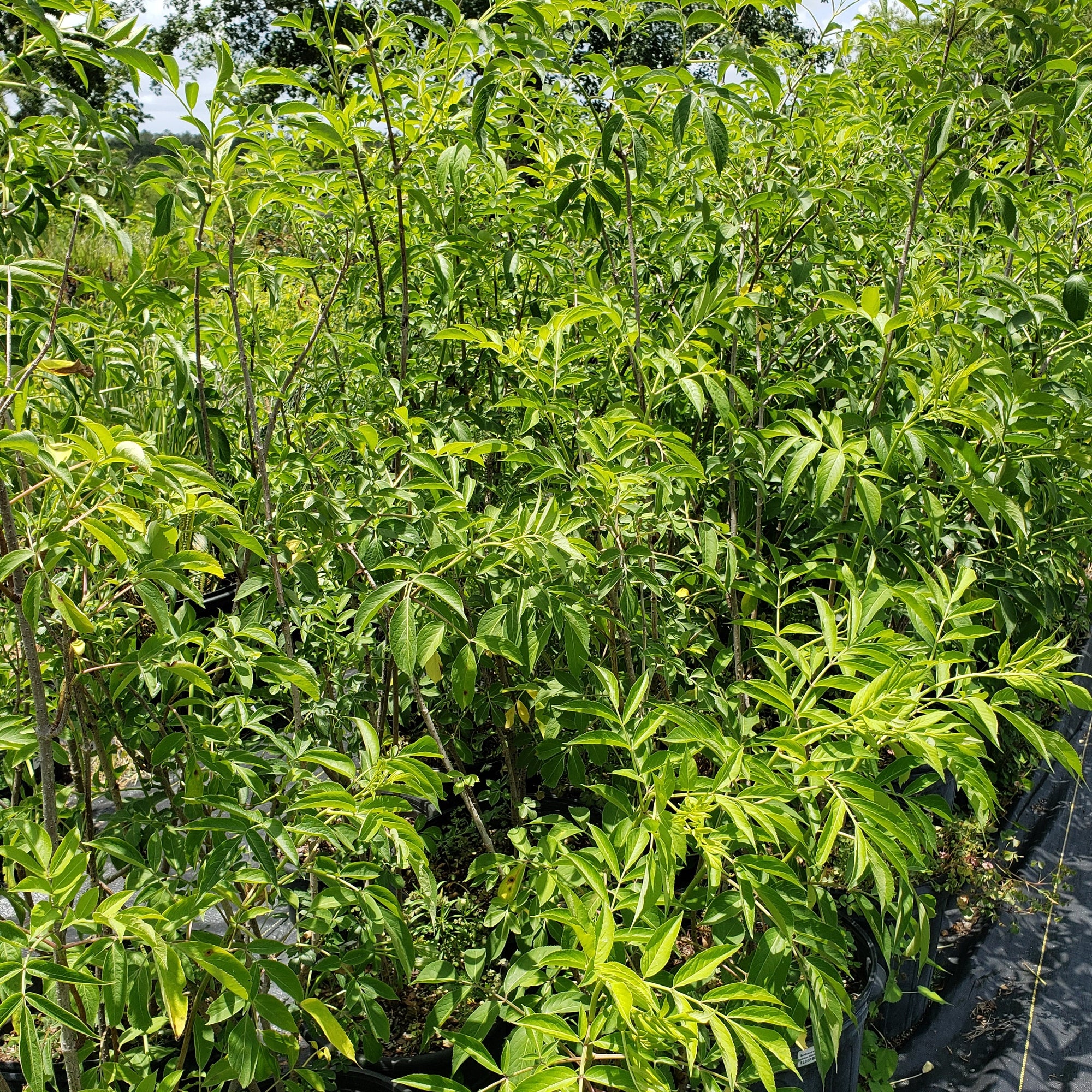 Fruit tree-Elderberry Black Sambucus - Advanced Nursery Growers