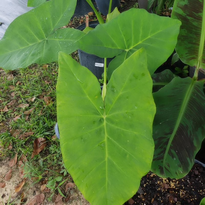Elephant ears - Advanced Nursery Growers