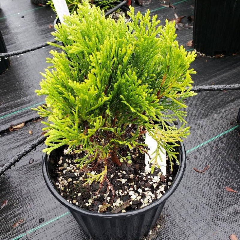 Arborvitae 'Emerald Green' - Advanced Nursery Growers
