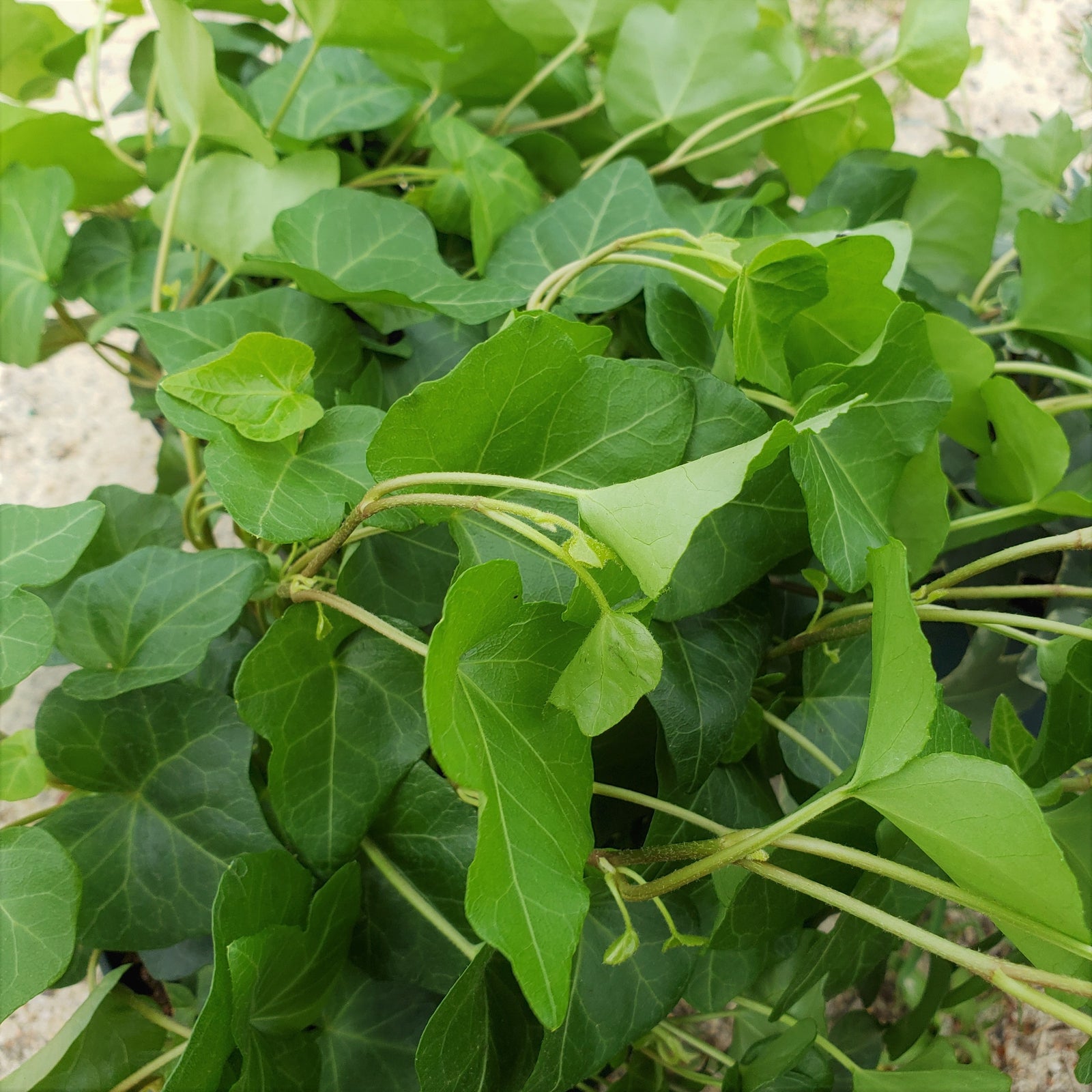 Ivy English - Advanced Nursery Growers