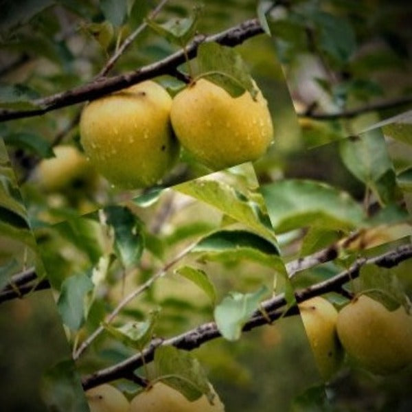 Ein Shemer Apple tree for sale in DeFuniak Springs Florida at Advanced Nursery Growers