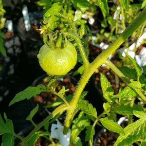 Tomato Celebrity Vint - Advanced Nursery Growers