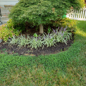 Lily-Dianella tasmanica 'Variegata', Flax Lily, Tasmanian Flax Lily - Advanced Nursery Growers