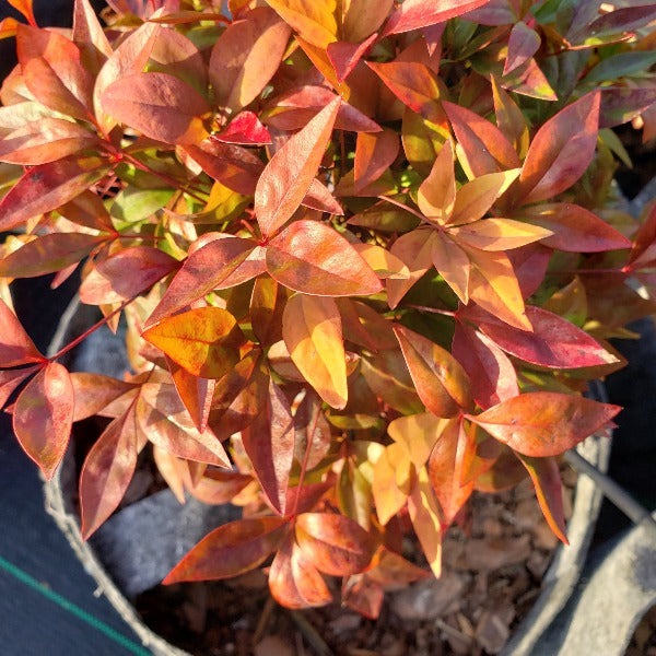 DWARF NANDINA - Advanced Nursery Growers