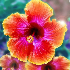 Hibiscus assorted colors - Advanced Nursery Growers