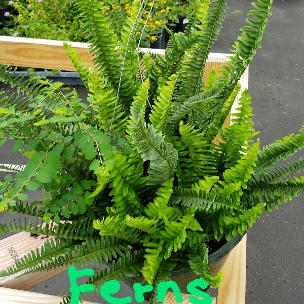 Fern-Boston Ferns - Advanced Nursery Growers