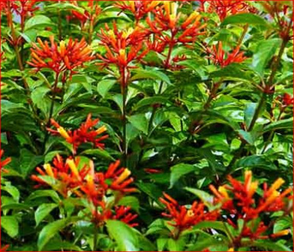 FIREBUSH NATIVE - Advanced Nursery Growers