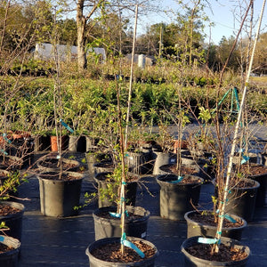 PLUM FLATWOOD NATIVE - Advanced Nursery Growers