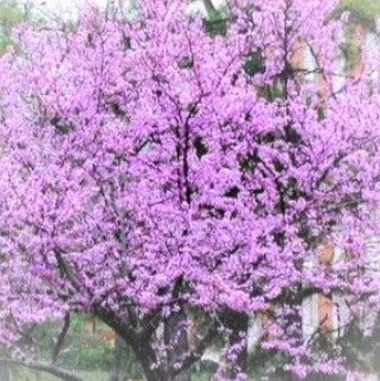 Forest Pansey Redbud Tree - Advanced Nursery Growers