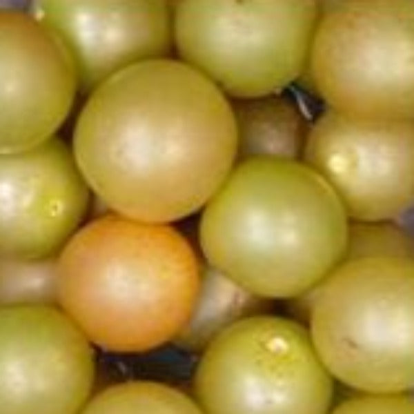 Fry Muscadine vine producing large golden-bronze fruit in North Florida