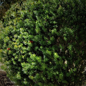 Bottle Brush Red - Advanced Nursery Growers