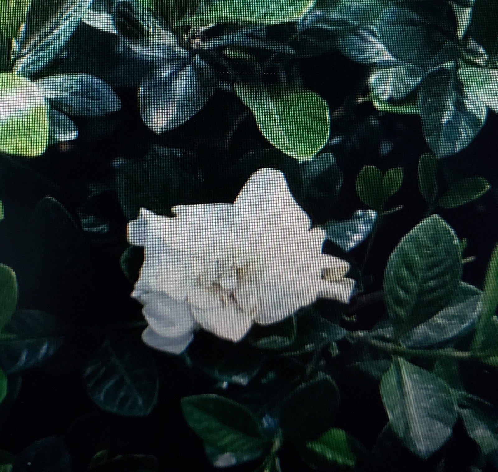 Gardenia ' Radicans' gardenia jasminoides - Advanced Nursery Growers