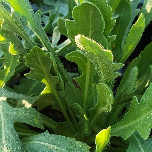 Gaillardia Yellow - Advanced Nursery Growers