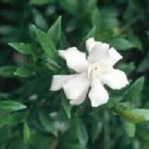 Gardenia ' Radicans' gardenia jasminoides - Advanced Nursery Growers