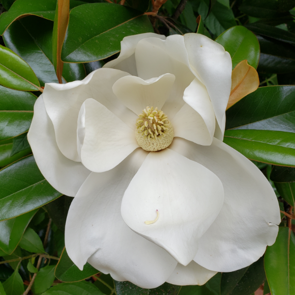 Belmont Gardenia - Advanced Nursery Growers