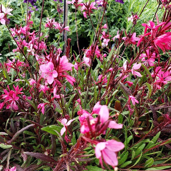 Advanced Nursery Growers: Elevating Expertise in the Horticultural