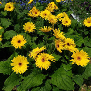 GERBER DAISY