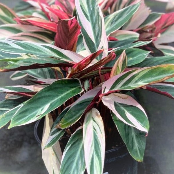 GINGER STROMANATHE TRI COLOR - Advanced Nursery Growers