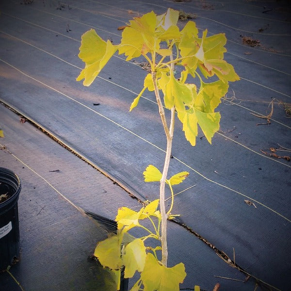 GINKGO BILOBA - Advanced Nursery Growers