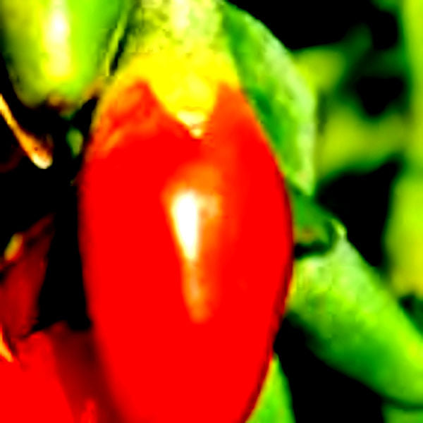 Berry-Goji  Berry - Advanced Nursery Growers