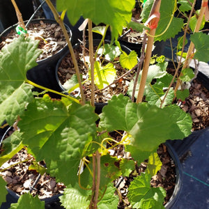 Grape- Seedless Grapes - Advanced Nursery Growers