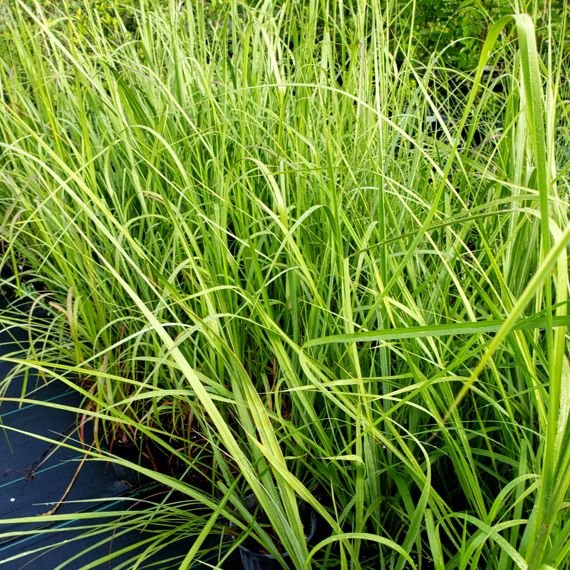 Native Fakahatchee Grass for sale at Advanced Nursery Growers in DeFuniak Springs, Florida