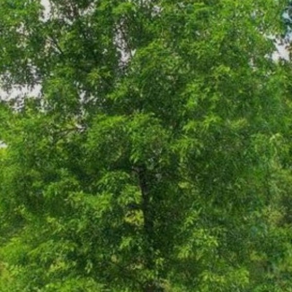 GREEN ASHE TREE NATIVE - Advanced Nursery Growers