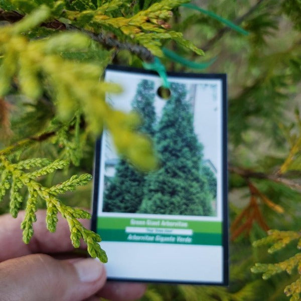 Tall Green Giant Arborvitae trees forming a dense evergreen privacy screen