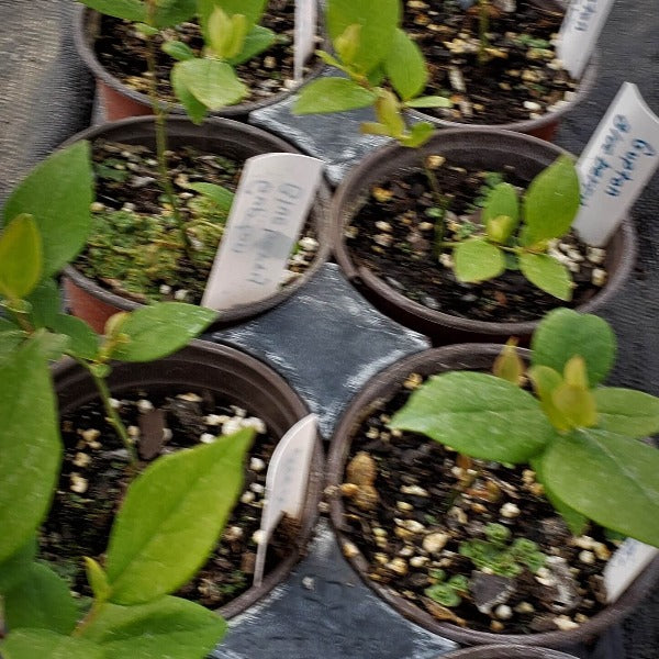 Blueberry-Gupton Southern Highbush - Advanced Nursery Growers
