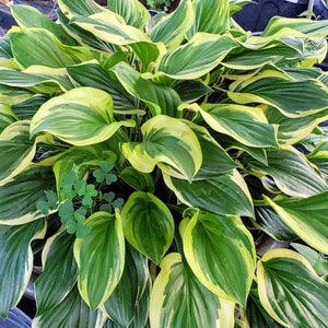 Hosta - Advanced Nursery Growers