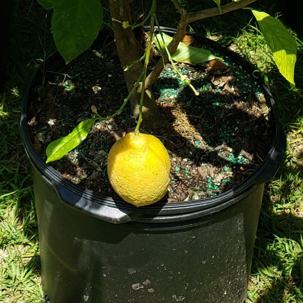 Citrus - Harvey Lemon - Advanced Nursery Growers