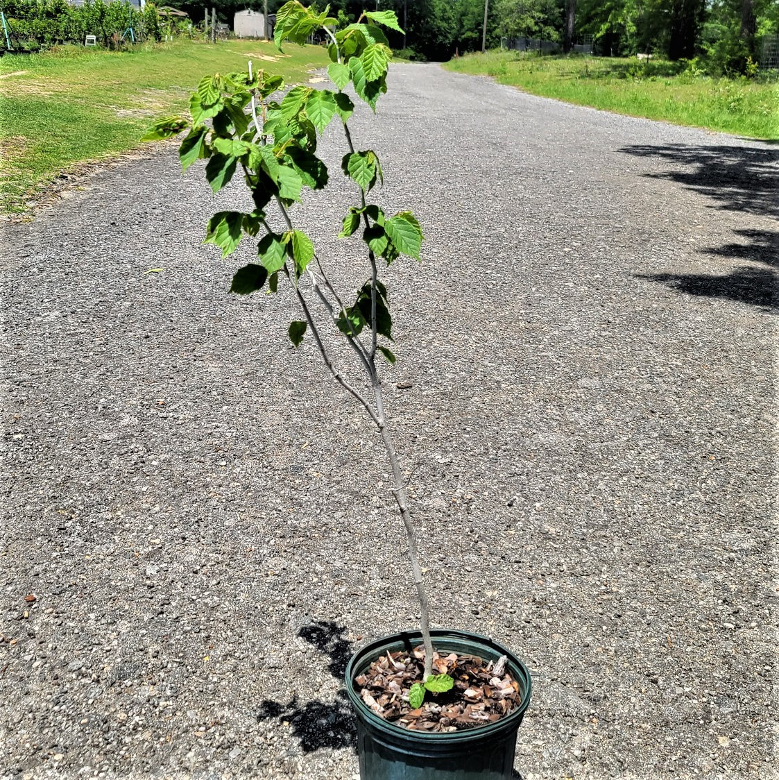 NUT TREE Hazelnut - Advanced Nursery Growers