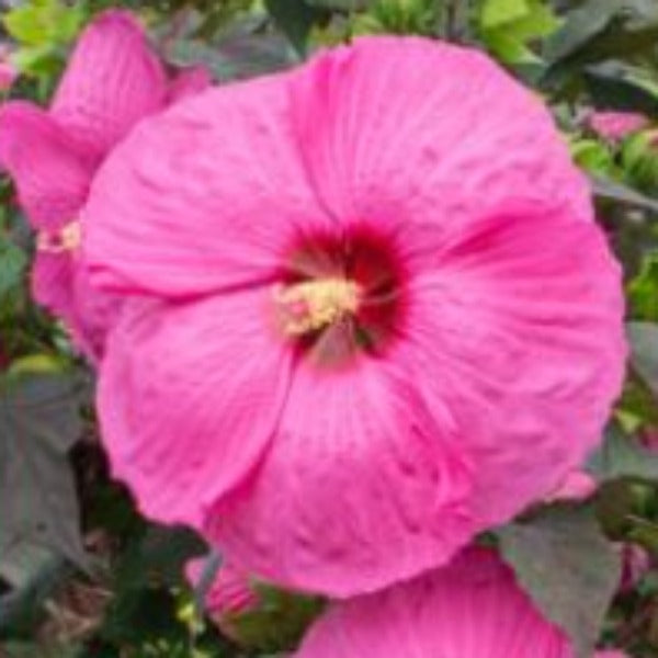 HIBISCUS COLD HARDY - Advanced Nursery Growers