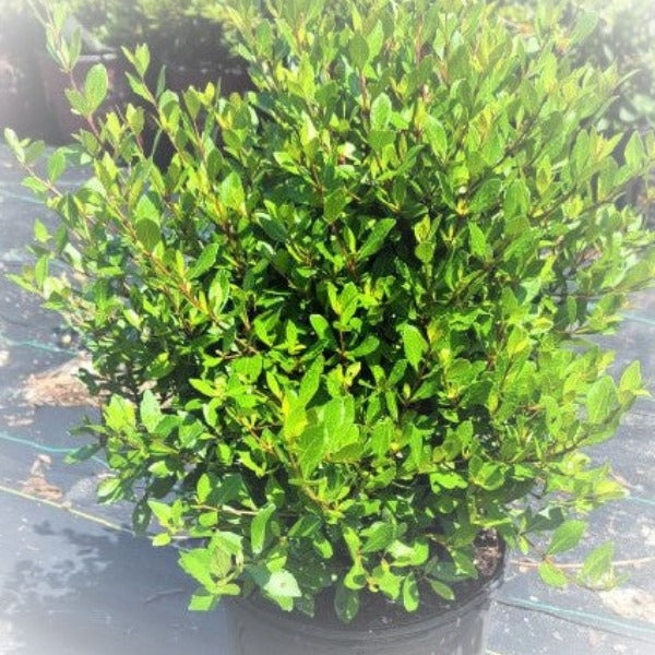 Helleri Holly - Advanced Nursery Growers