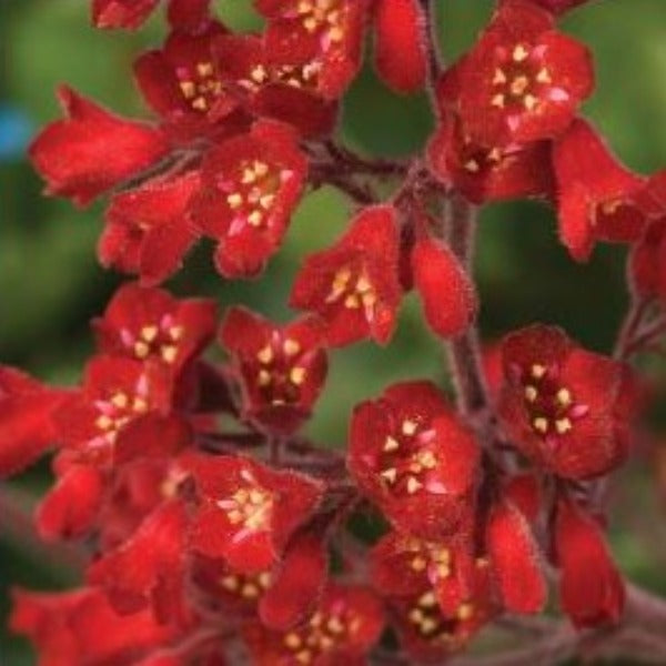 Heuchera - Advanced Nursery Growers