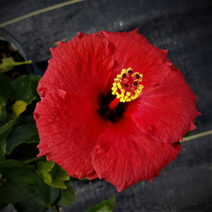 Hibiscus assorted colors - Advanced Nursery Growers