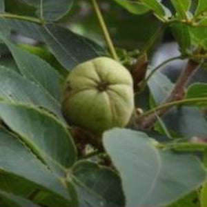 Pignut hickory - Advanced Nursery Growers