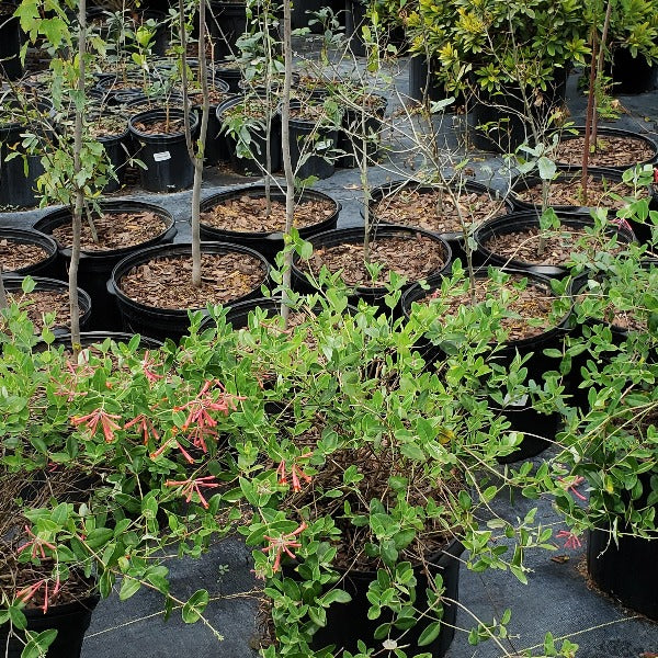 CORAL HONEYSUCKLE NATIVE - Advanced Nursery Growers