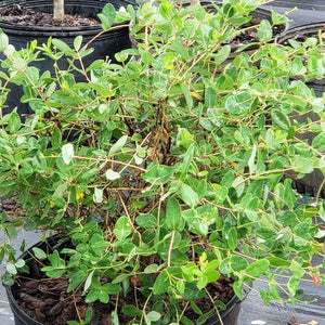 Cape Honeysuckle Tecomaria capensis - Advanced Nursery Growers