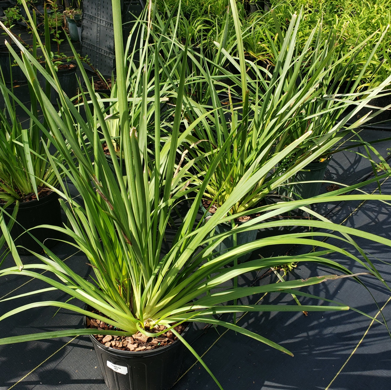 AFRICAN IRIS