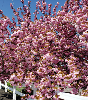 CHERRY TREE Kwanzan - Advanced Nursery Growers