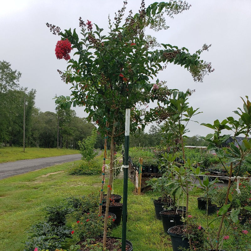 CM-Miss Frances Crape Myrtle ( Miss F ) - Advanced Nursery Growers