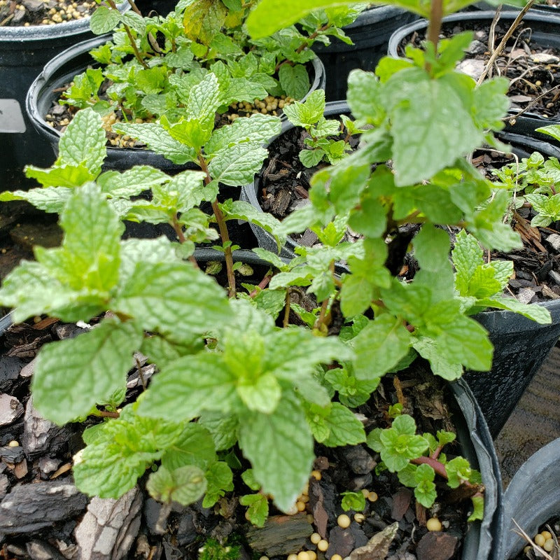 Herb-Spearmint - Advanced Nursery Growers
