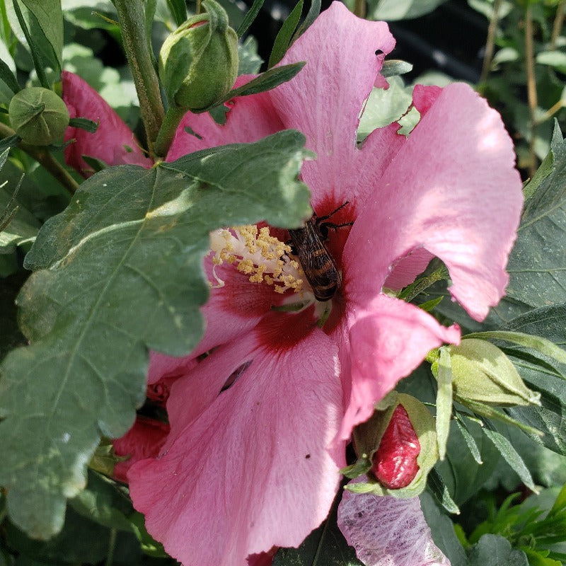 Rose of Sharon Aphrodite - Advanced Nursery Growers